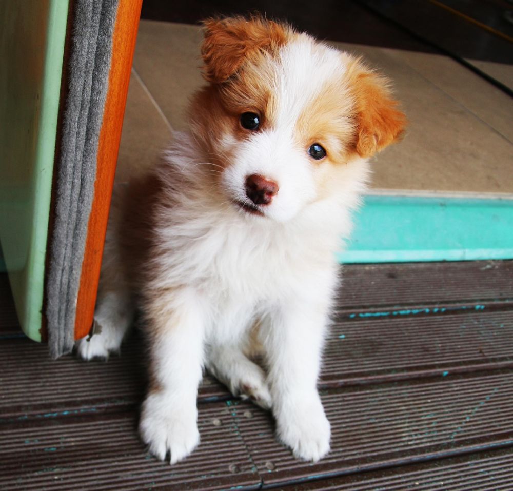 Hundehotell  trygg og profesjonell omsorg for hunden din