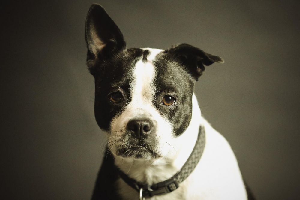 Omplassering av hund i rogaland  hva bør du vite?