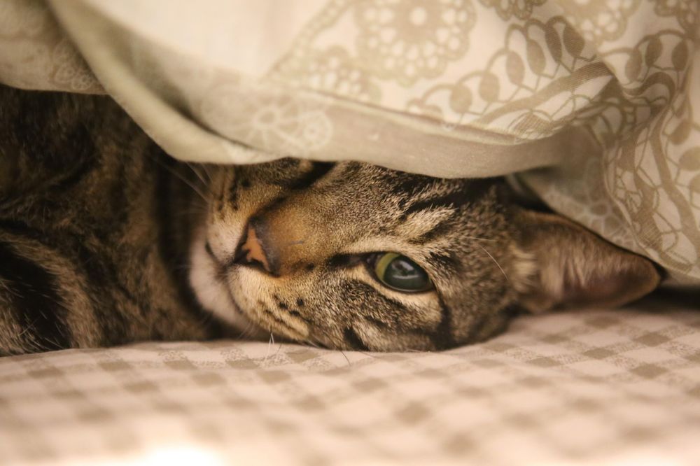 Kattehotell  trygg ferie for både katt og eier